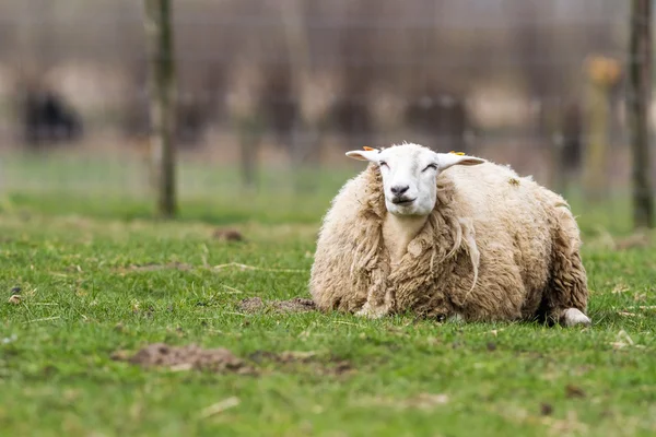 Πρόβατα στο χωράφι — Φωτογραφία Αρχείου