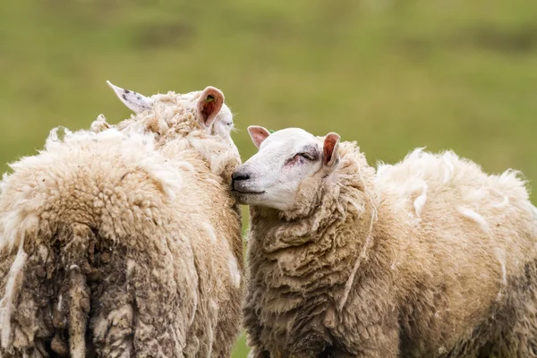 Sheep on the field — Stock Photo, Image