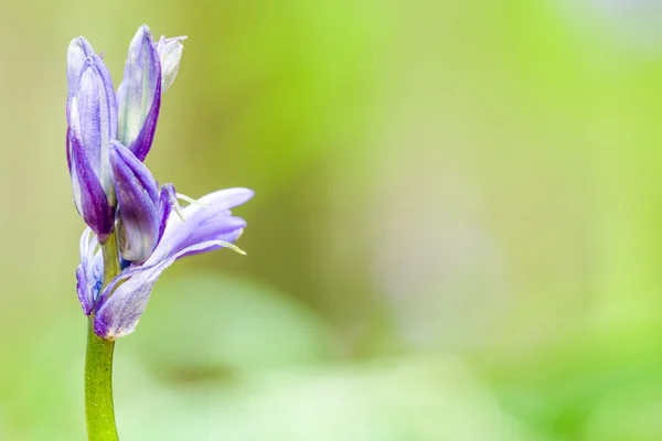 Bluebells in the forest — Stock Photo, Image