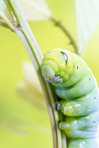 Ein Daphnis Nerii — Stockfoto