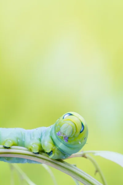 Og Daphnis Nerii – stockfoto