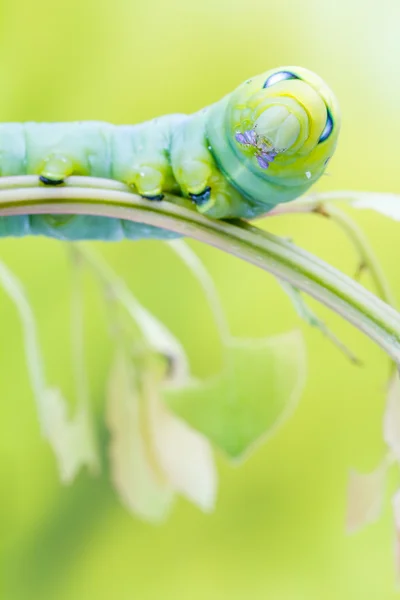 Ein Daphnis Nerii — Stockfoto