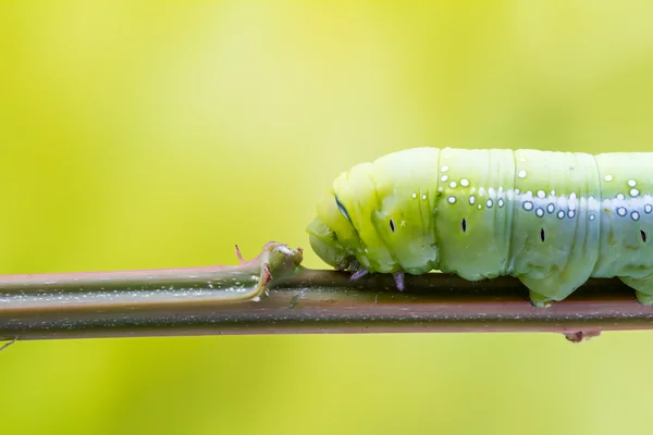 Ein Daphnis Nerii — Stockfoto