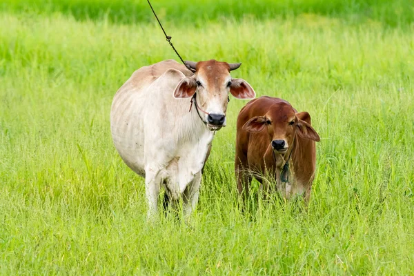 Vaca e vitelo tailandeses — Fotografia de Stock