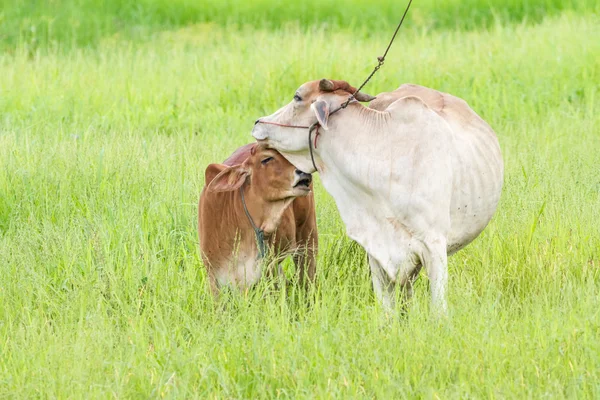 Thaise koe en kalf — Stockfoto