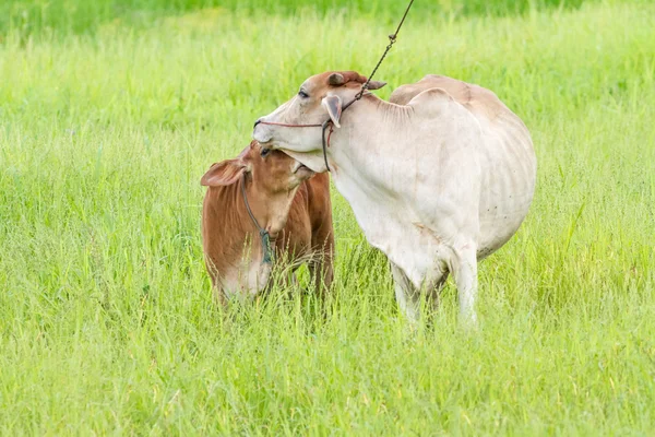 Thaise koe en kalf — Stockfoto