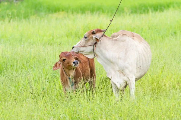 Vacca e vitello tailandesi — Foto Stock
