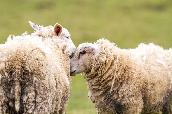 Sheep on the field — Stock Photo, Image