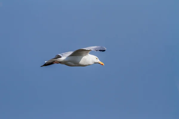 Flygande Måsen飞行的海鸥 — Stockfoto