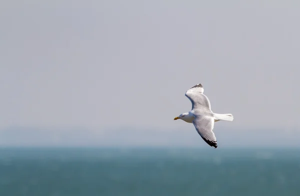 A gaivota voadora — Fotografia de Stock