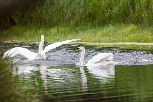 The playing swan — Stock Photo, Image