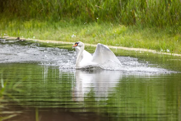 The playing swan — Stock Photo, Image