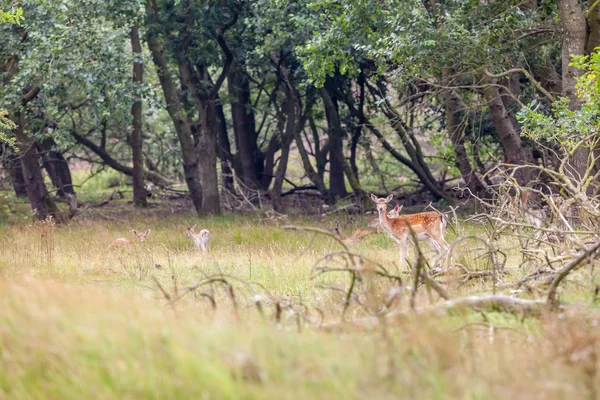 Cervos rasos na natureza — Fotografia de Stock