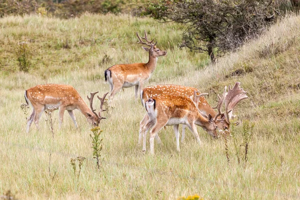 Ciervos de poca profundidad en la naturaleza — Foto de Stock