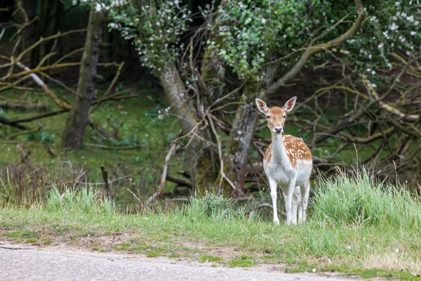 Damwild in der Natur — Stockfoto