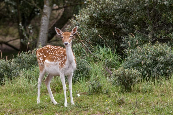 Dovhjort i naturen — Stockfoto