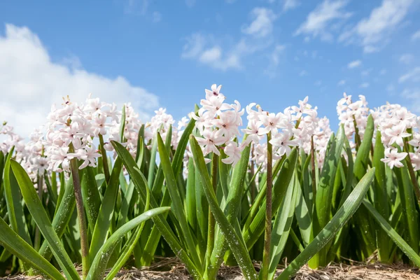 Hyacinths from Amsterdam — Stock Photo, Image