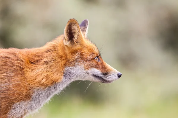 An red fox — Stock Photo, Image