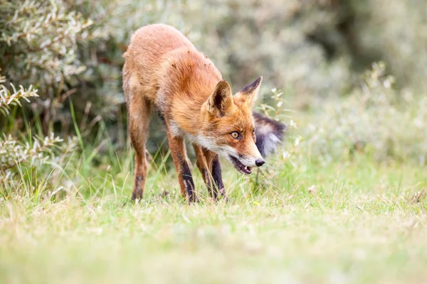 Red fox — Stock fotografie