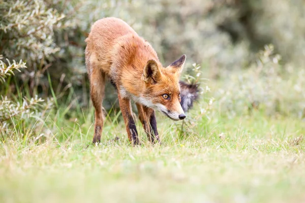 Red fox — Stock fotografie