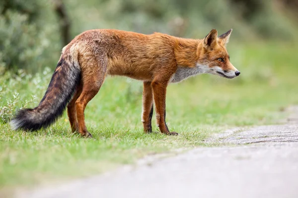 An red fox — Stock Photo, Image