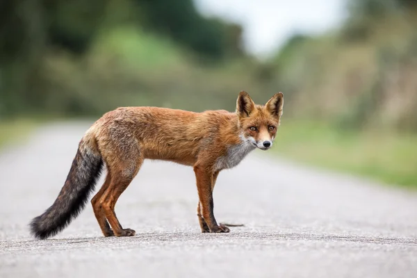 An red fox — Stock Photo, Image