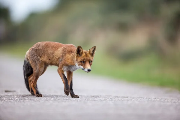 An red fox — Stock Photo, Image