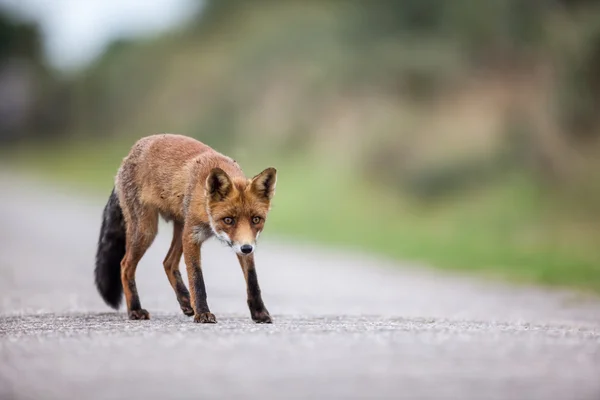 An red fox — Stock Photo, Image