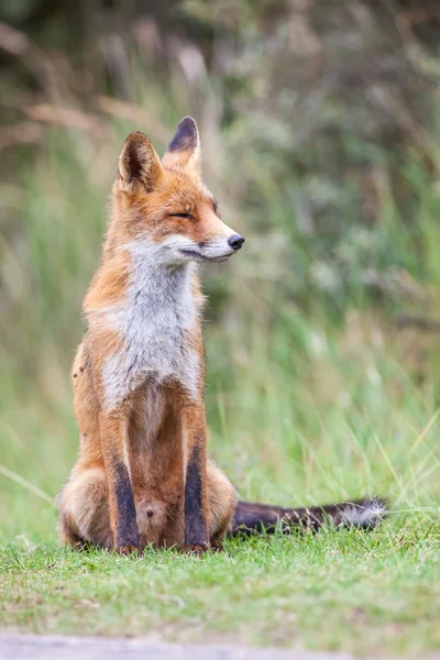 An red fox — Stock Photo, Image