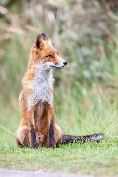 An red fox — Stock Photo, Image