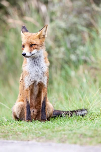 Uma raposa vermelha — Fotografia de Stock