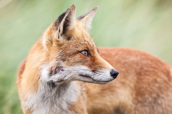 an red fox