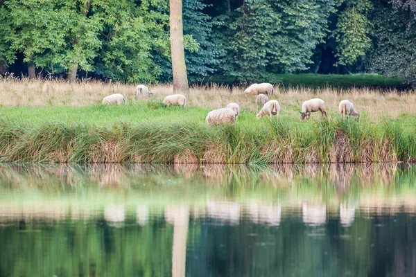 Sheep in the meadow — Stock Photo, Image