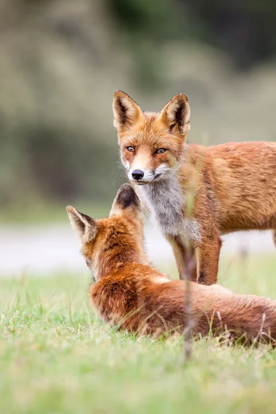 Ein Rotfuchs — Stockfoto