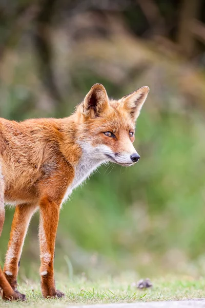 An red fox — Stock Photo, Image