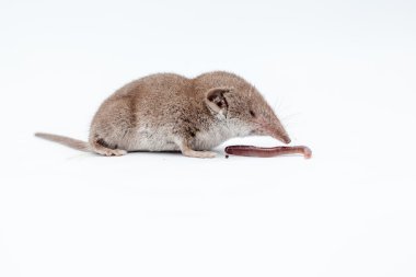 shrew with earthworm clipart