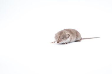 küçük bir kır faresi