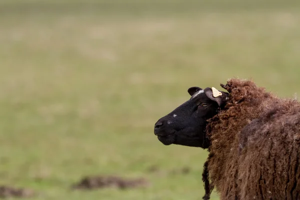 Pecora sul campo — Foto Stock