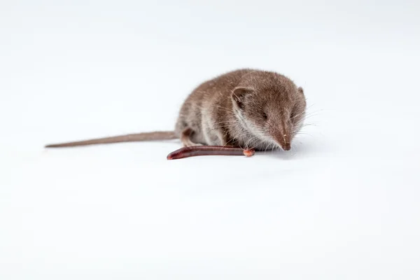 Shrew with earthworm — Stock Photo, Image