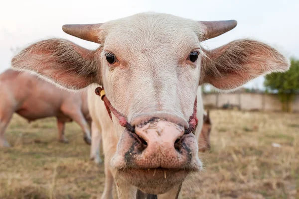 Albino buffalo — Zdjęcie stockowe