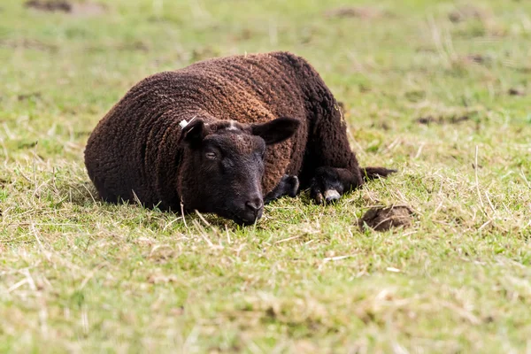 Oveja negra en el campo — Foto de Stock