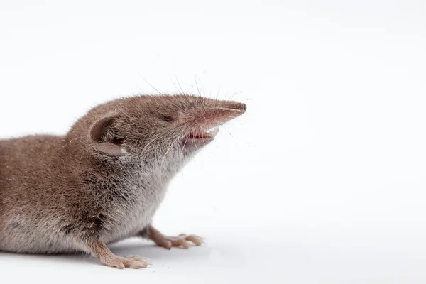 Eine kleine Spitzmaus — Stockfoto