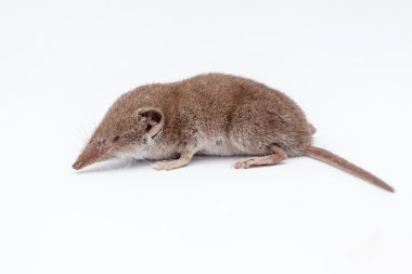 an small shrew clipart