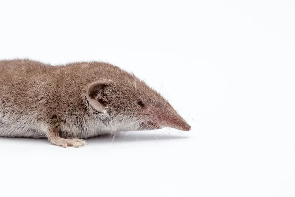 Una pequeña musaraña — Foto de Stock