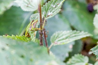Avrupa ağaç kurbağası