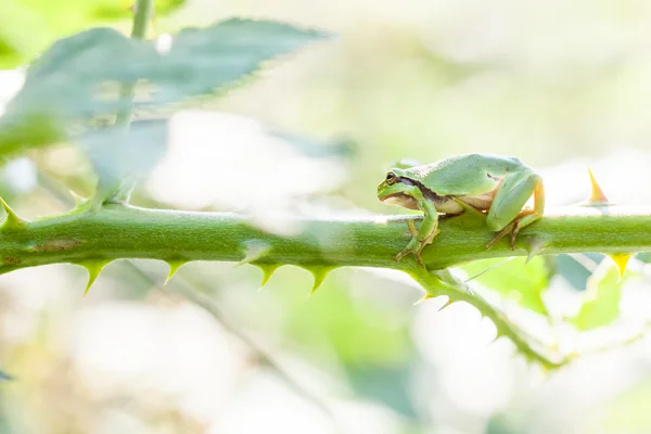 Rana dell'albero europeo — Foto Stock