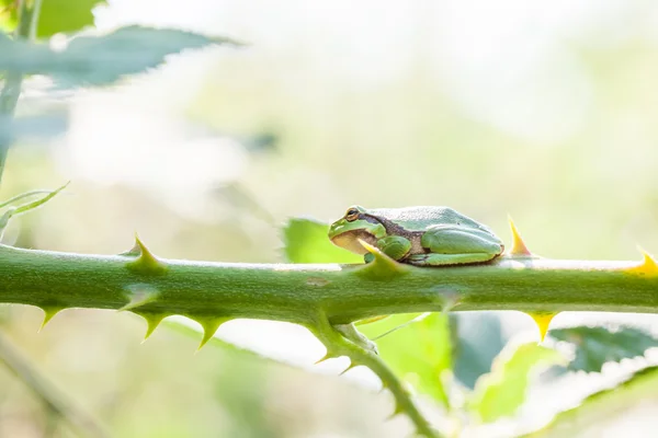 Lövgroda — Stockfoto