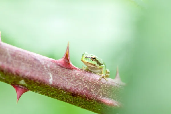 Lövgroda — Stockfoto