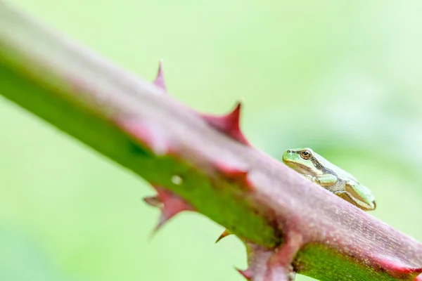 Lövgroda — Stockfoto