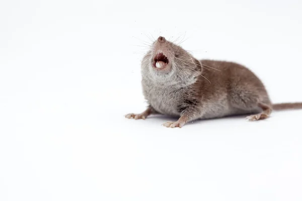 An small shrew — Stock Photo, Image